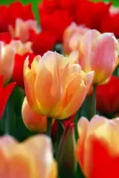 Tulip Triumph Apricot Beauty