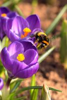 Crocus Tommasinianus - Ruby Giant