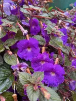 Achimenes Pulcherrima