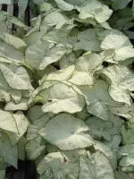 Caladium Dwarf Florida Moonlight