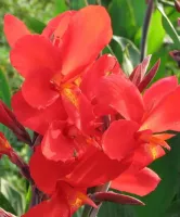 Canna Giant Crimson Beauty