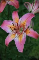 Lily Asiatic Fancy Dance