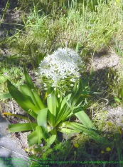 Scilla Peruviana White Moon