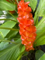 Curcuma roscoeana