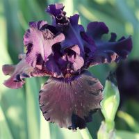 Bearded Iris Reblooming - Ozark Rebounder (Black)