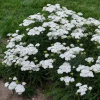 Achillea Firefly Diamond PP32986
