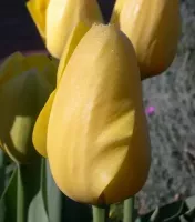 Tulip Single Late Big Smile