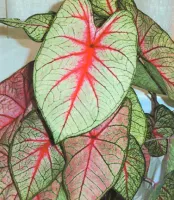 Caladium Fancy Leaf White Queen