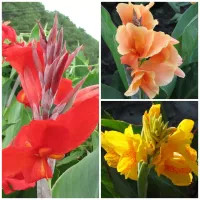 Canna Dwarf Collection (15 plants)