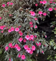 Achimenes Peach Blossom
