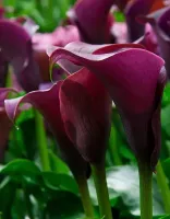 Zantedeschia Lavender