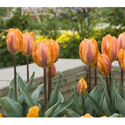 Tulip, Triumph
