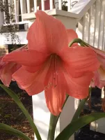 Amaryllis Jumbo Potted Kit - Rilona