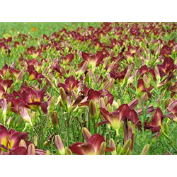 Hemerocallis (Daylily)