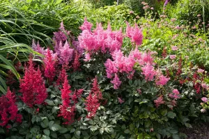 Astilbe - Mixture