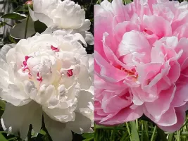 Peony Box Set - 2 Clumps