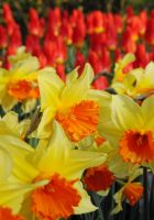 Daffodil Lg. Cup Fortissimo