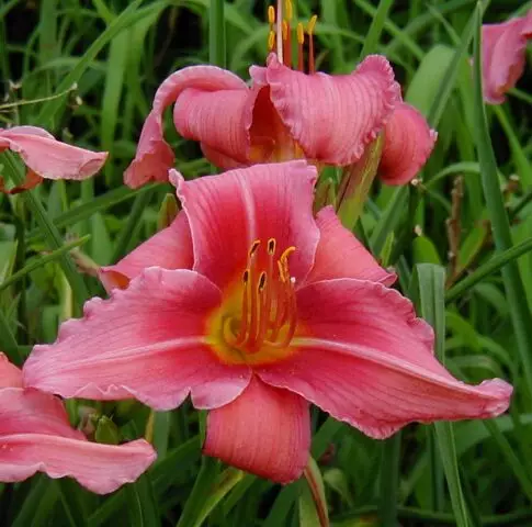 Daylily Rose Red Ruffles Shipping Spring and Summer Blooms - Terra Ceia ...