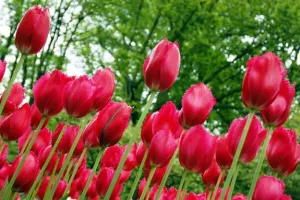 Tulip Fringed Burgundy Lace