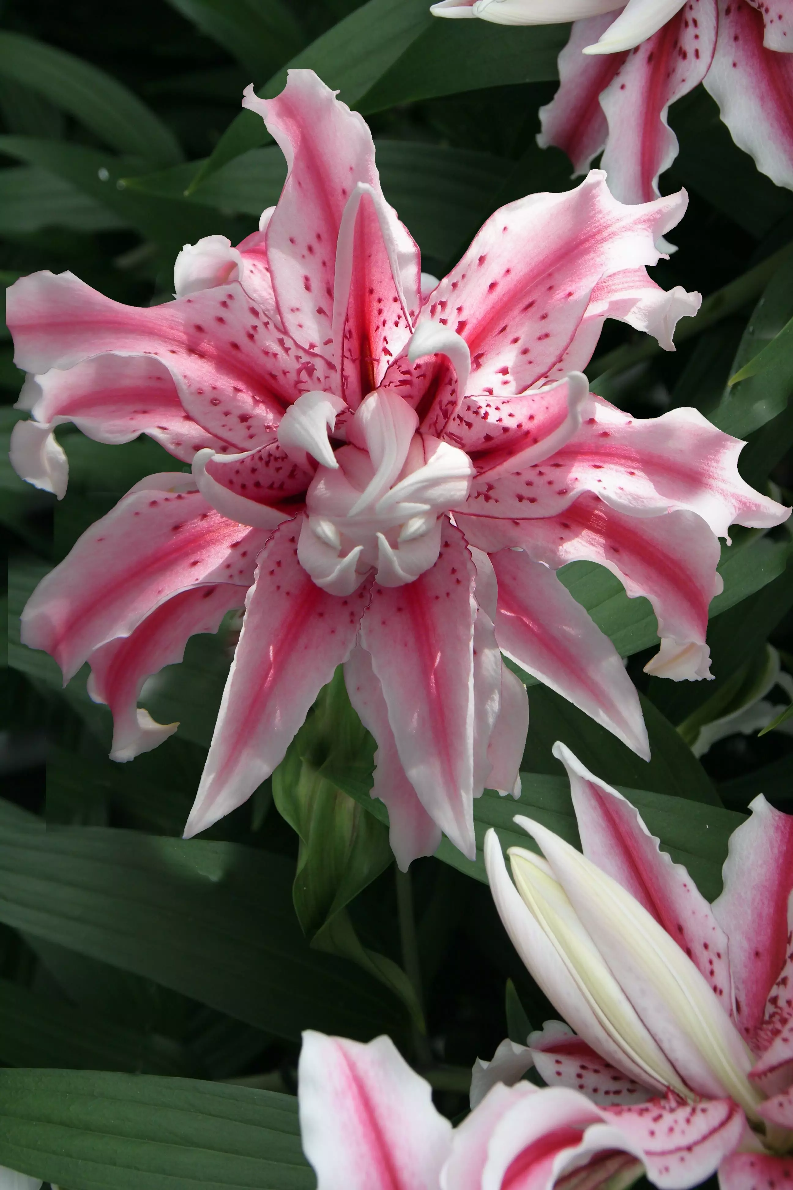 Magic Star Double Oriental Lily
