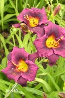 Daylily Grape Magic - Clump