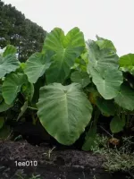 Colocasia Esculenta