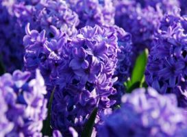 Hyacinth Blue Jacket