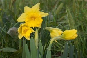 Daffodil Trumpet Rijnvelds Early Sensation