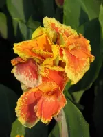 Canna Giant Yellow King Humbert