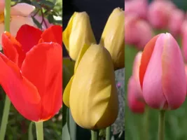 Tulip Single Late Collection (60 bulbs)