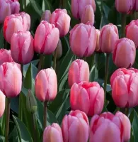 Tulip Darwin Hybrid Pink - Bulk Landscaping