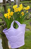 Daffodil Tazetta Grand Soleil d Or