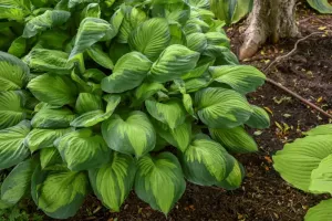 Hosta Captain Kirk