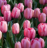 Tulip Darwin Hybrid Pink Impression