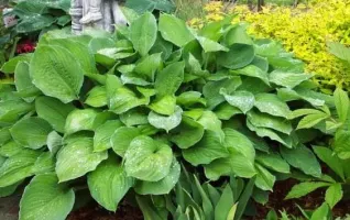 Hosta Royal Standard
