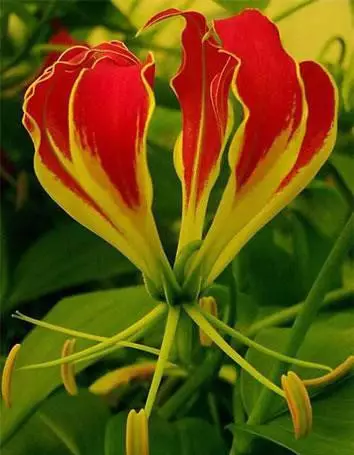 Gloriosa Rothschildiana - Set of 3 Root - Van Zyverden