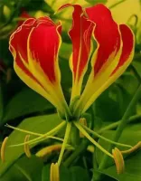 Gloriosa Plantii