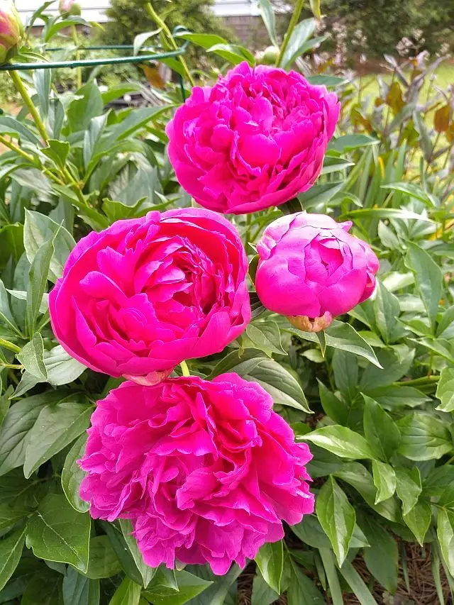 Peony Red - Bulk Landscaping Shipping Fall 2026 - Terra Ceia Farms