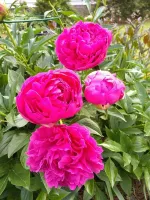 Peony Red - Bulk Landscaping