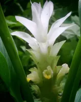Curcuma zeodaria White Wonder