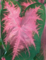 Caladium Fancy Leaf Kathleen