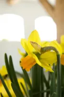 Daffodil Cyclamineus Jetfire