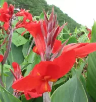 Canna Dwarf Firebird