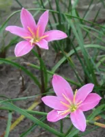 Zephyranthes Robustus