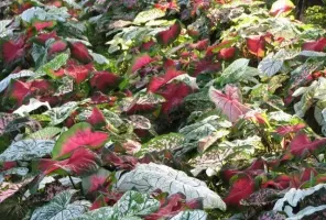 Caladium Mixed - Bulk Landscaping