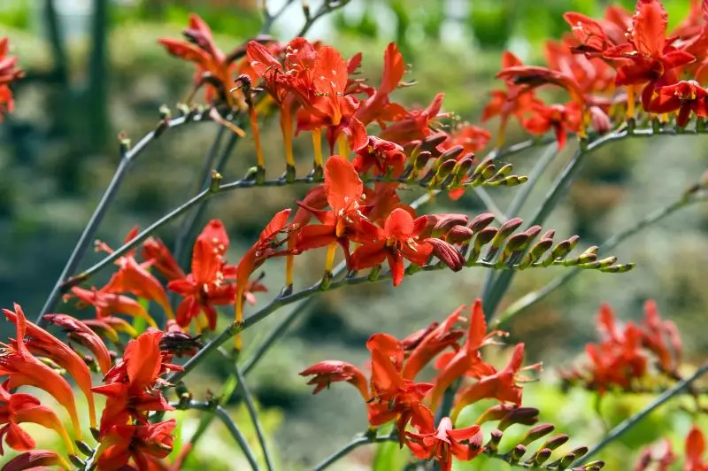 Crocosmia Lucifer | 10 bulbs