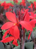 Canna Dwarf Red Futurity