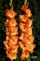 Gladiolus Orange