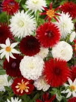 Dahlia Lovers Blend