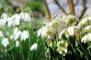 Galanthus Collection (60 Bulbs)